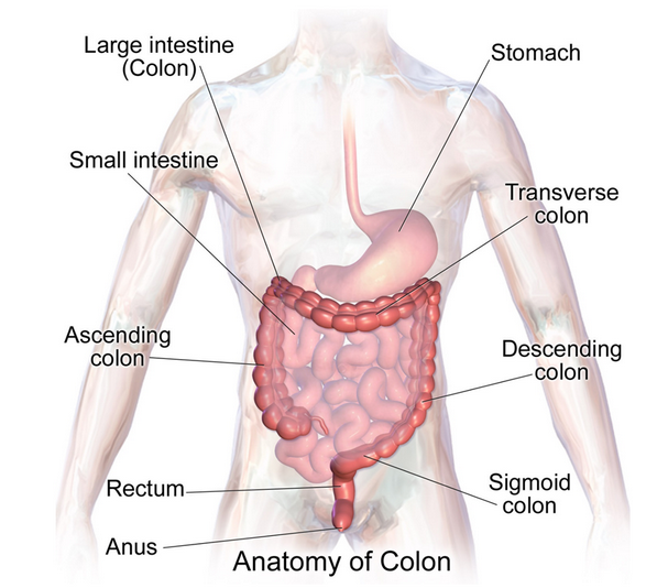 Green Heron K-1 Capsule 500mg (100 capsules) 清肠草