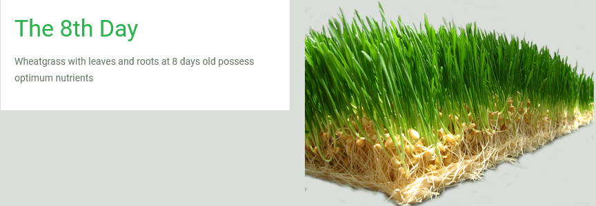Wheatgrass Honey Powder by Origin Foods (2g x 15 sachets)