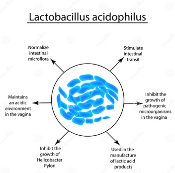 Functional Roles Of Lactobacillus Acidophilus