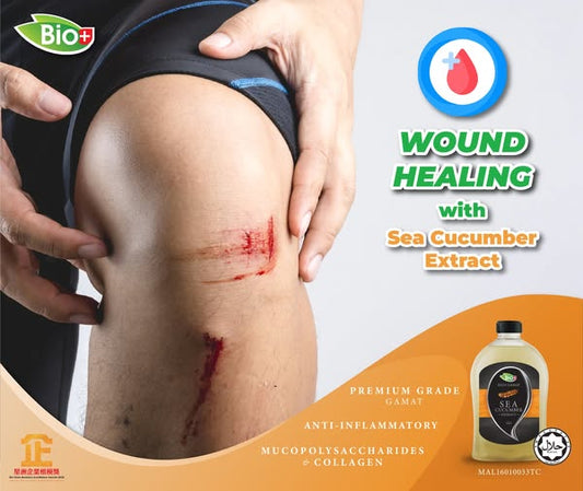Gamat (Sea Cucumber) for Wound Healing