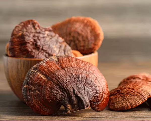 Ganoderma - King of Medicinal Mushrooms
