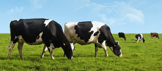 Bovine Colostrum