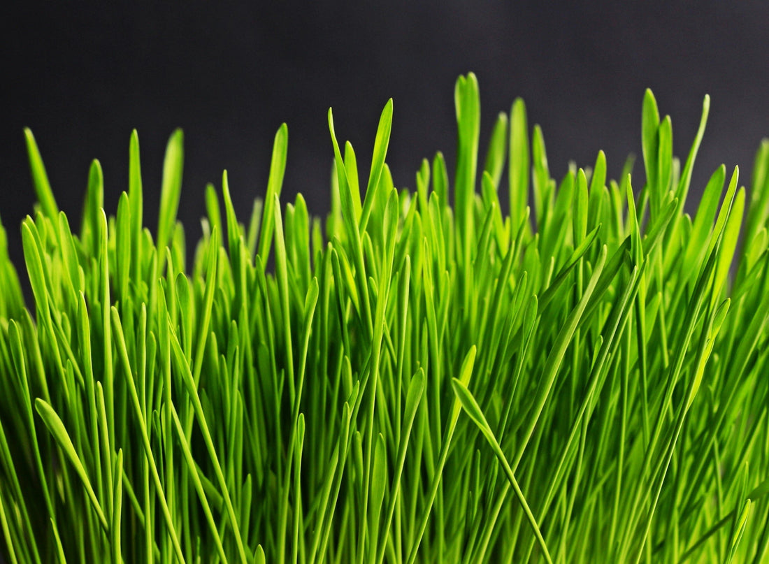 Wheatgrass Benefits