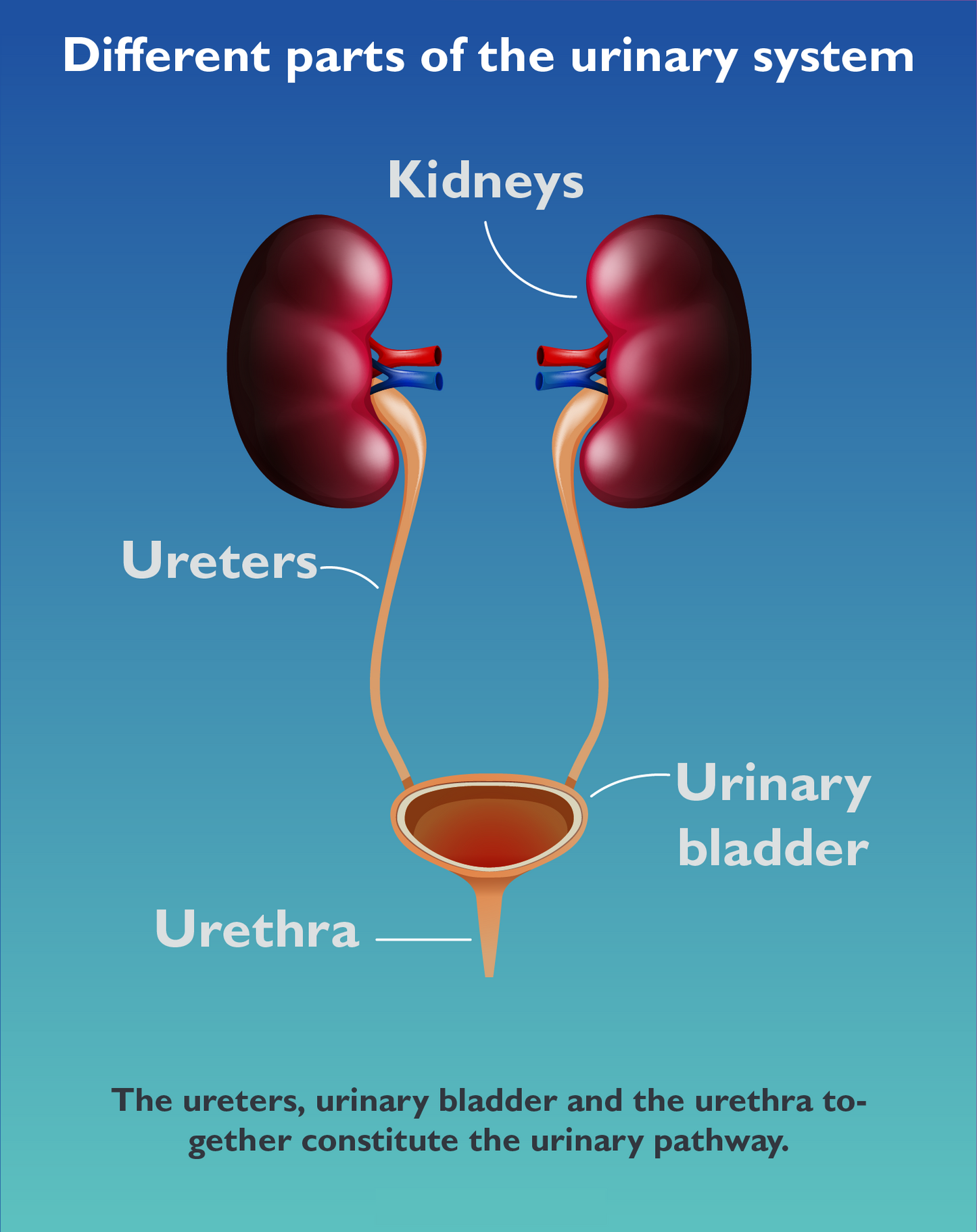 Green Heron Shen Capsule 415mg (100 capsules) 补肾草